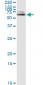ALB Antibody (monoclonal) (M01)